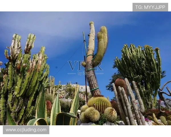 埃泽分享个人悠闲时光照片，舒适节奏带来无限宁静与放松感